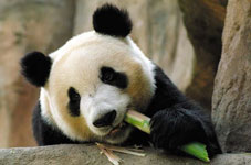 Панда жует тростник
